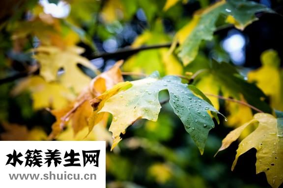 桃胶雪燕皂角米