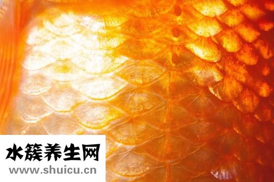 烟酰胺核糖
