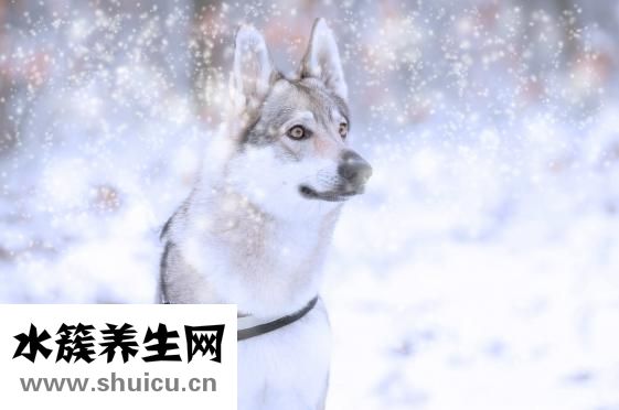 伤口上撒盐