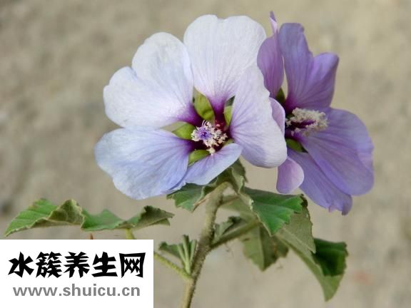 什么是牙周炎