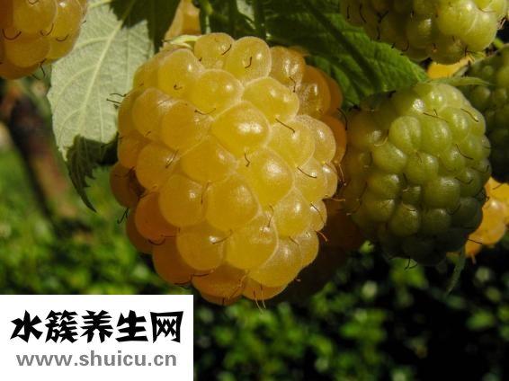 维他命的功效与作用