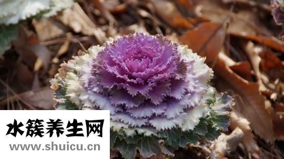 升血小板胶囊