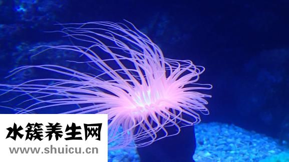 怎么去痣最好（去痣要知道的才好吗）