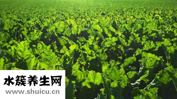 腰部湿疹图片（脸上湿疹图片）