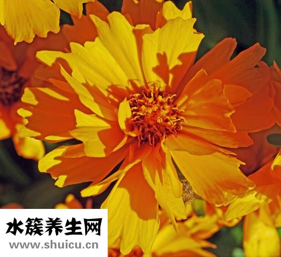 益心舒片功效与作用
