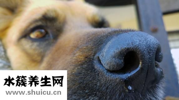 一直打喷嚏流鼻涕
