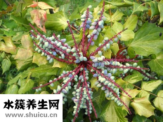 十大功劳叶