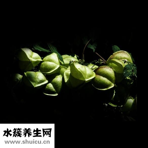 吃梨会胖吗