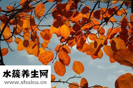 雪莲怎么吃
