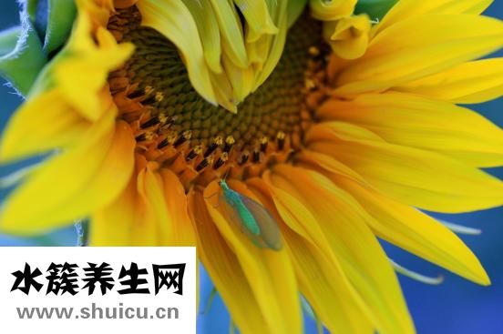 乌贼骨的功效与作用