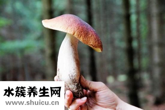 松茸菌图片