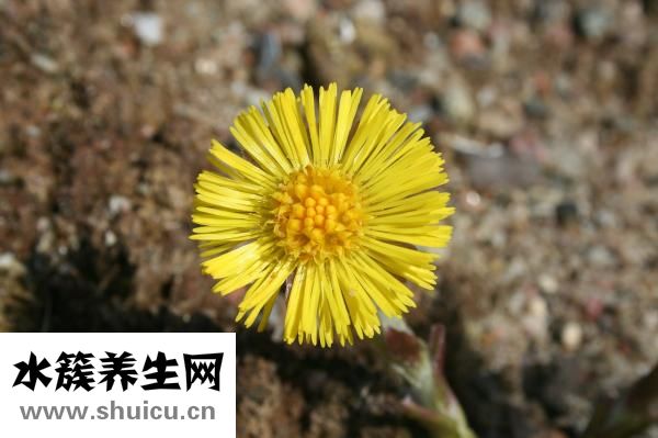 小孩咳嗽药