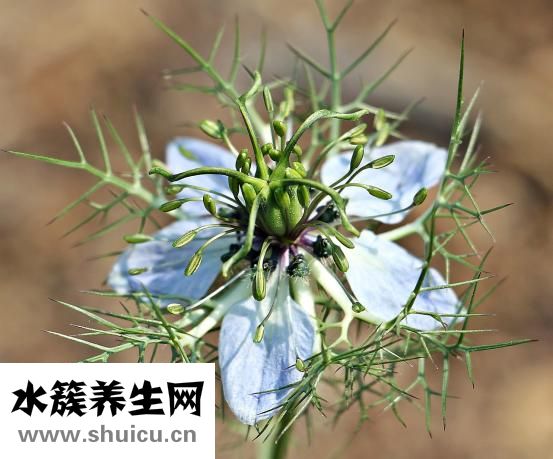 烧烤有哪些菜品