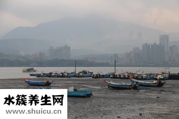 台湾麻油鸡