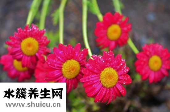 血糖高能吃花生吗