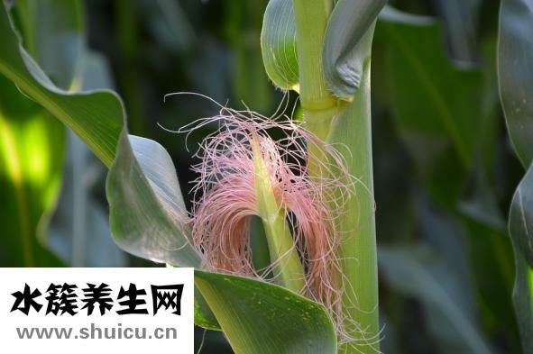 叻沙是什么