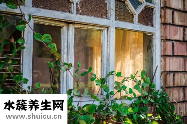羊蝎子是什么