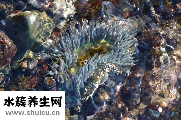 生二胎的坏处