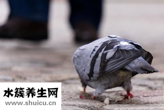 臀大肌锻炼方法
