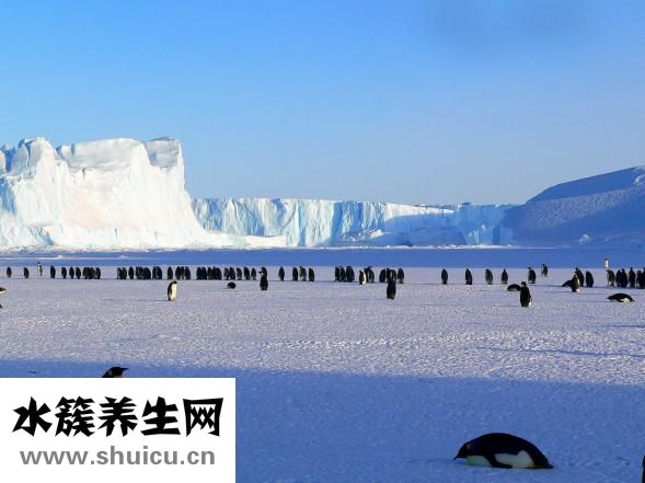雪莲怎么吃