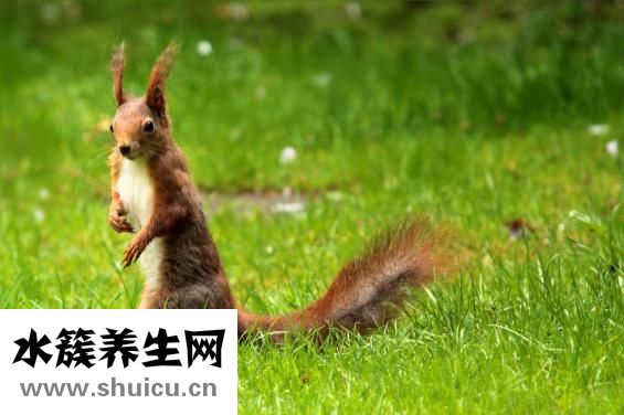 松鼠可以吃吗