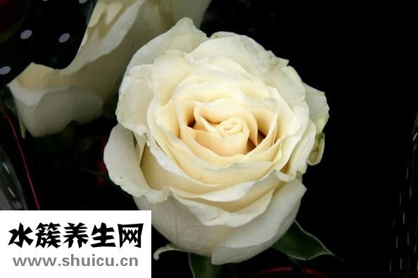 药流吃什么药