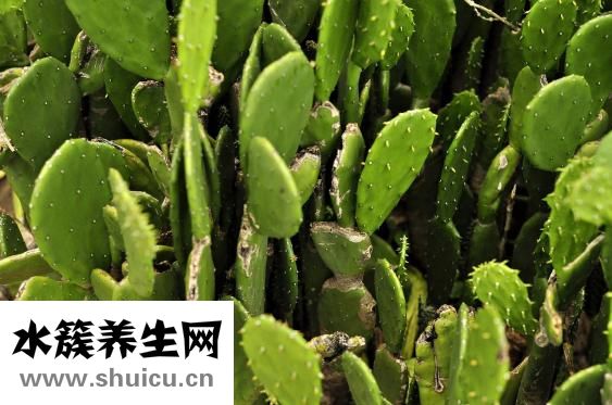 山药图片大全（山药的功效与作用）