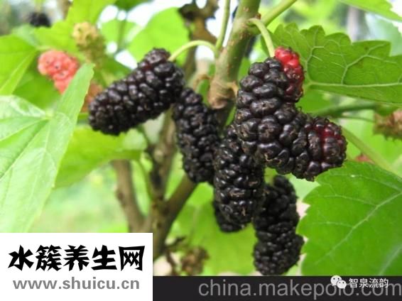 树莓和桑葚一样吗