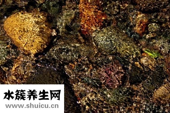 天然螺旋藻