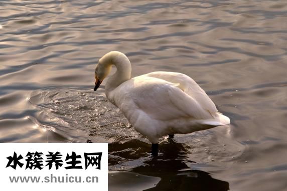 天然螺旋藻