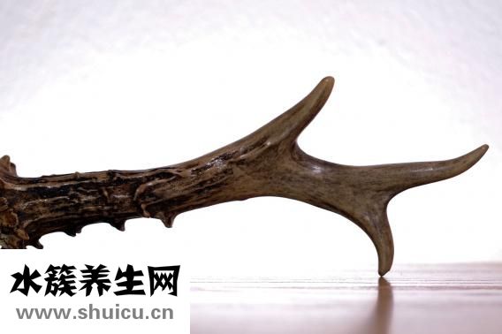 一什么鹿角（鹿角的功效与作用及食用方法）