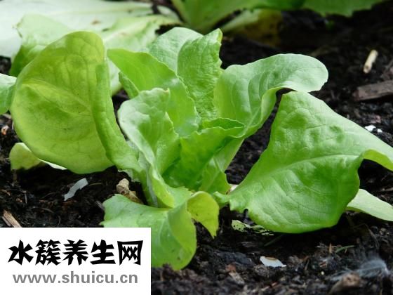莴笋烧肚条