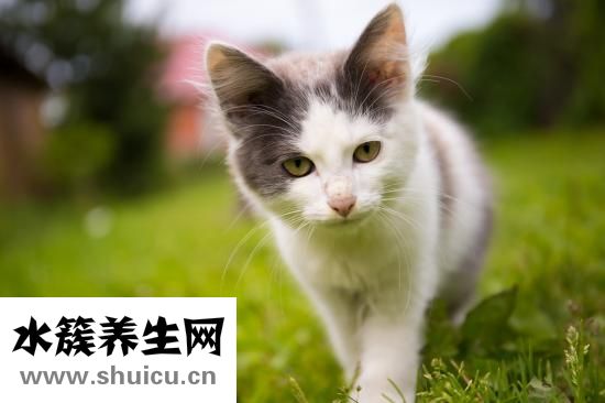 松鼠可以吃吗