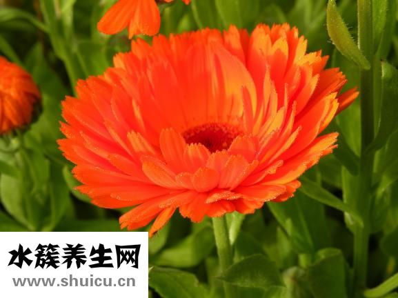 碎银子普洱茶
