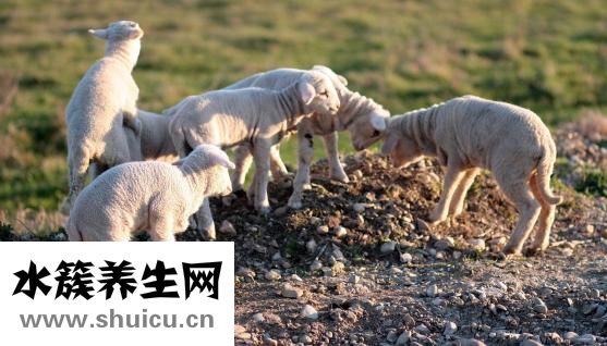 羊腿怎么炖
