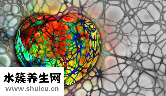 西洋参是花旗参吗