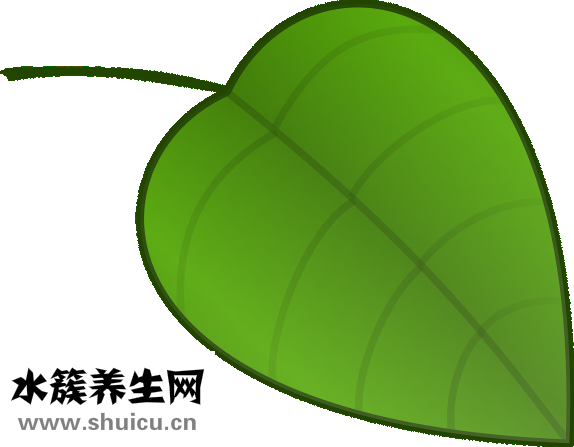 下肢静脉曲张