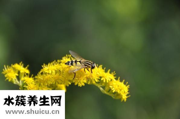 一枝黄花喷雾剂（一枝黄花喷雾剂的使用方法）
