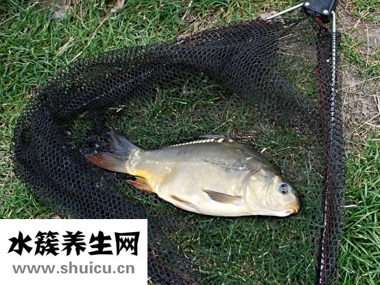 怎样做糟鱼