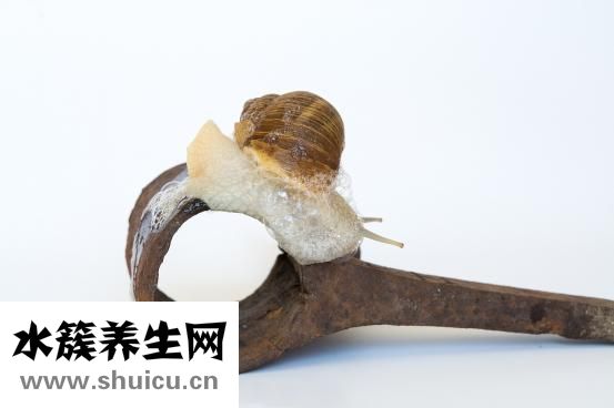 蜗牛吃什么东西（白玉蜗牛最喜欢吃什么）