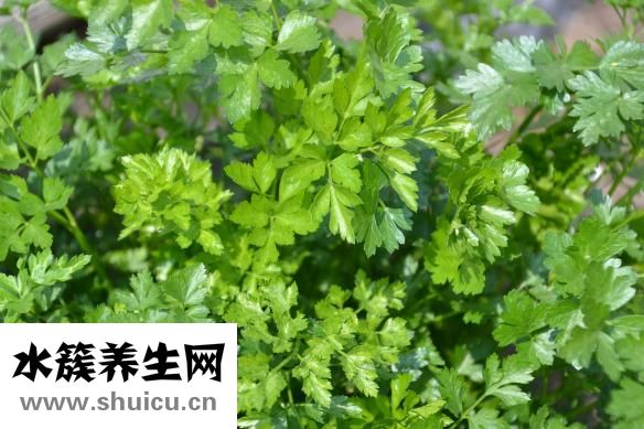 豌豆荚怎么做好吃