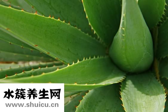 完美芦荟胶真假辨别