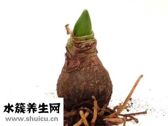 虾有哪些品种