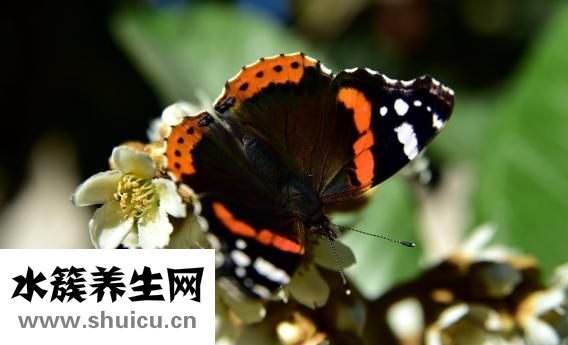什么可以泡酒