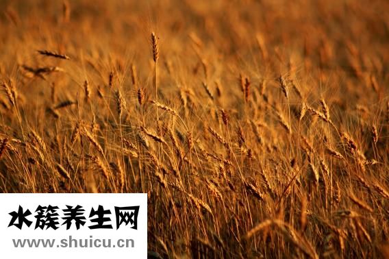 莜麦面的做法大全