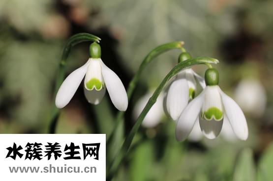 异常淋巴细胞