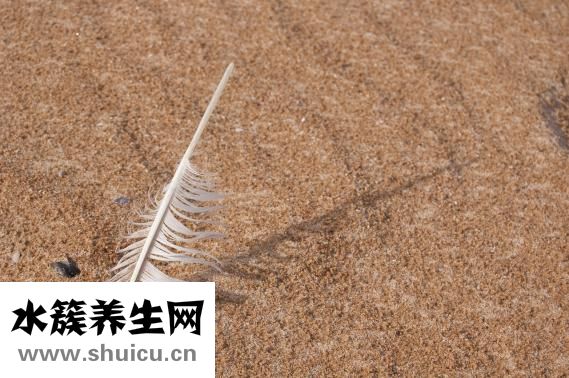 双眼皮纤维