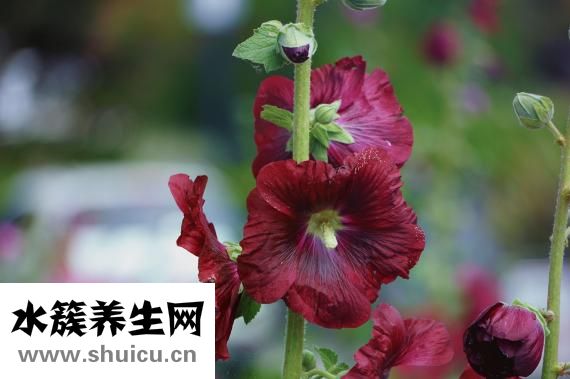 胃肠消化内科
