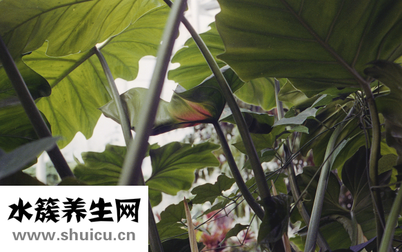 完美芦荟胶真假辨别