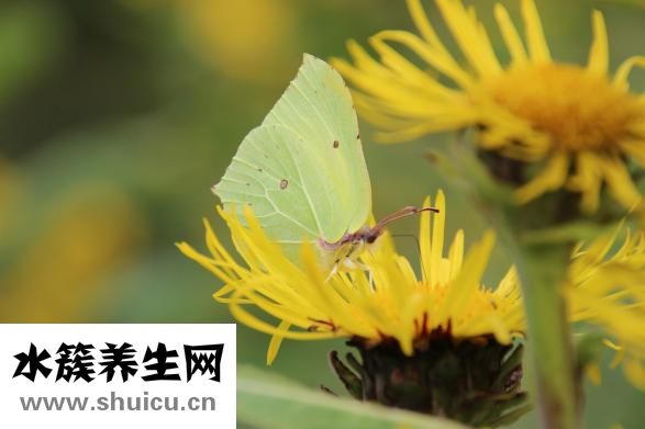 失眠会猝死吗